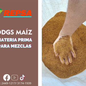 DDGS De Maíz